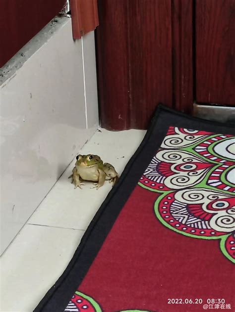 青蛙跑進家裡 天花板油漆顏色